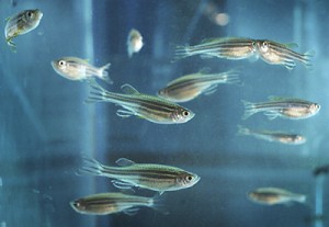 Source: http://static.flickr.com/122/308926595_cf98ca467a_o.jpg