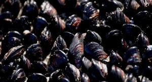 mussels-740538_1280