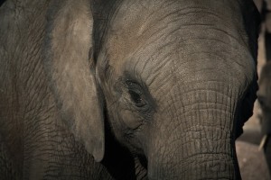 elephant-670645_640