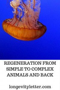 Regeneration simple vs complex