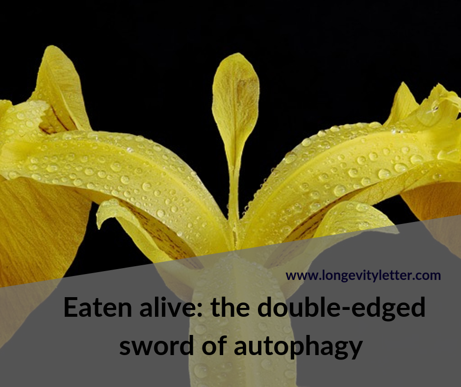 Eaten alive: the double-edged sword of autophagy (blog post)