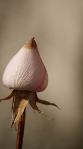 pink-730075_1280