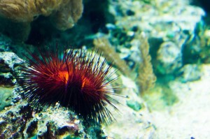 sea-urchins-962605_640