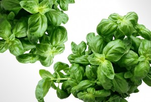 basil-583816_640