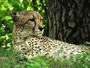 cheetah-425468_1920