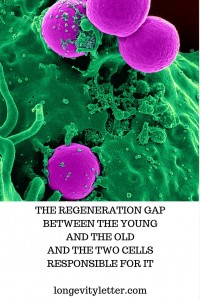 The regeneration gap Pinterest