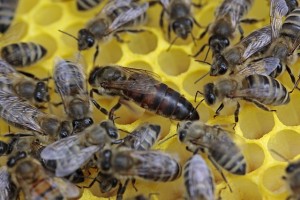 bees-1163028_640