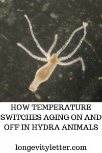 Hydra aging on_off