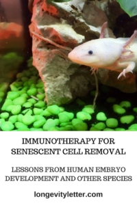 Immunotherapy for senescent cell removal - lessons from human embryo development and other species