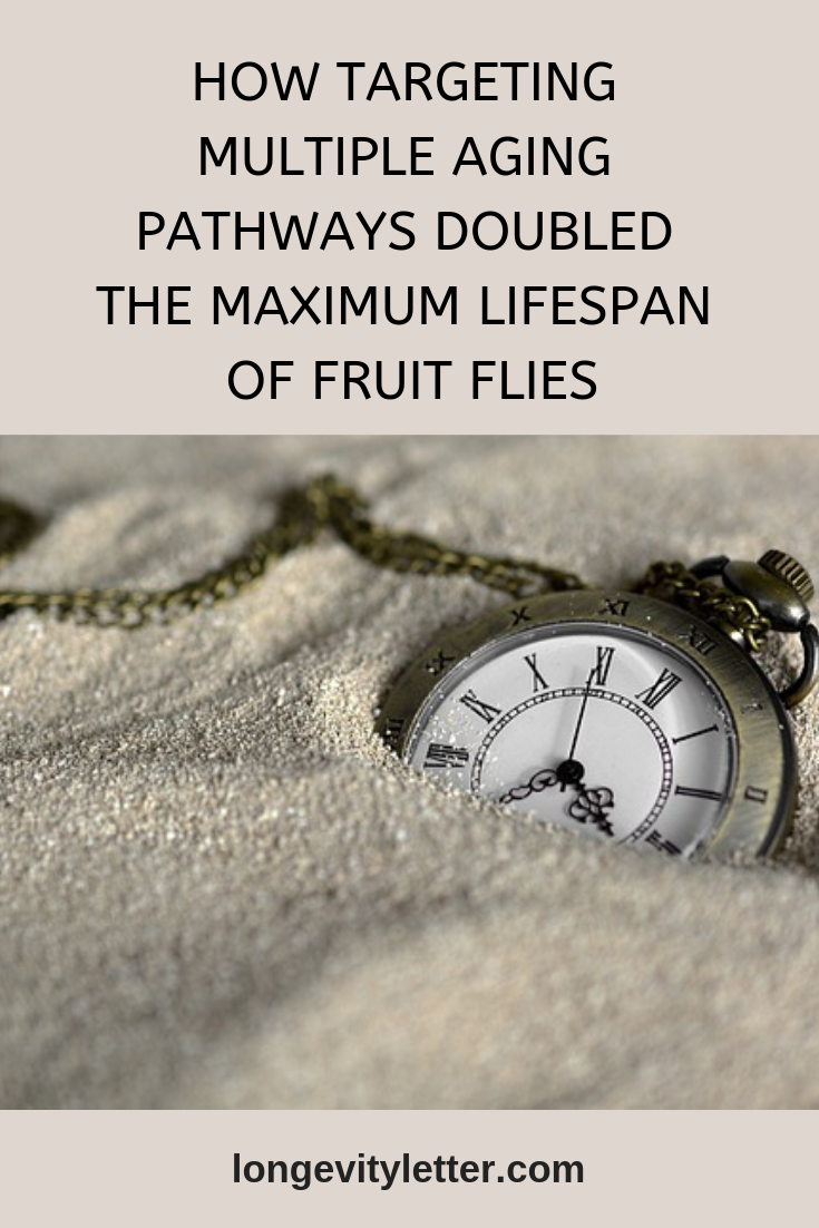 How targeting multiple aging pathways doubled the maximum lifespan of fruit flies